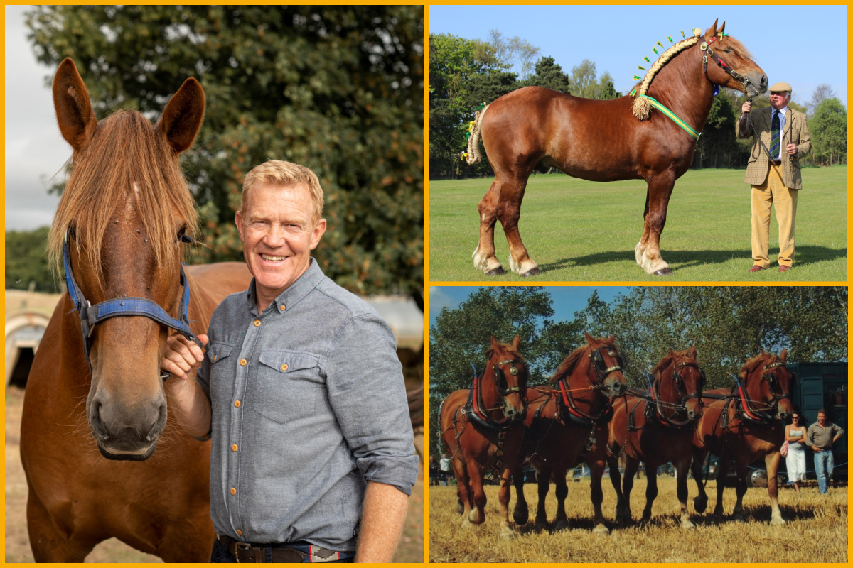 Adam Henson with his Suffolk Punch Horses, stalwart of the Suffolk Horse world Nigel Oakley with Captain, and a collection of Suffolk Punches